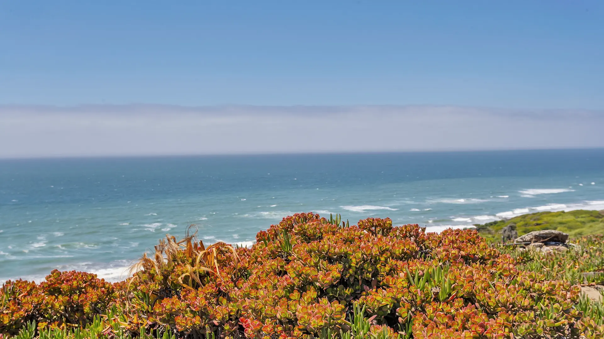 Orange ice plant on the bluff above the Pacific, with a bank of fog on the horizon