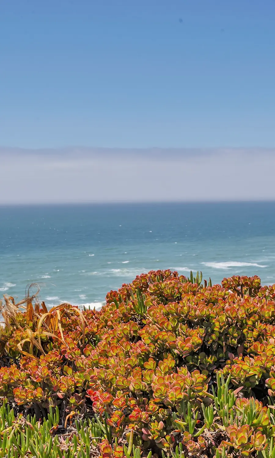 Orange ice plant on the bluff above the Pacific, with a bank of fog on the horizon