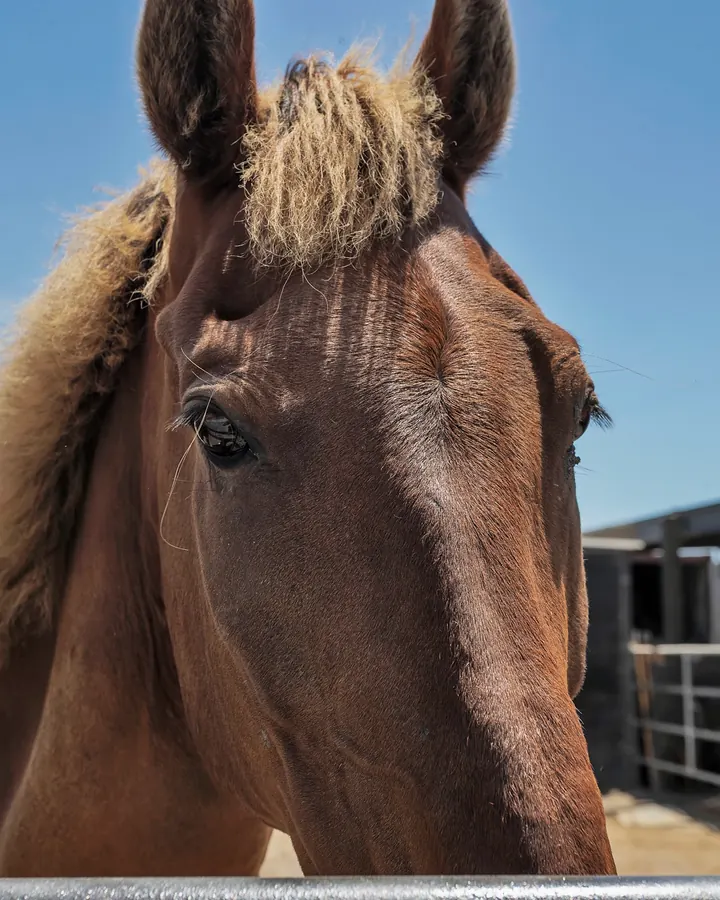 A chestnut horse with a flaxen mane, close up against a blue sky