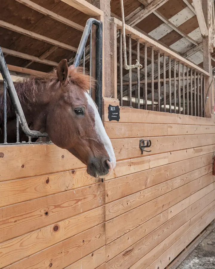A chestnut horse with a white blaze looking out over its stall door