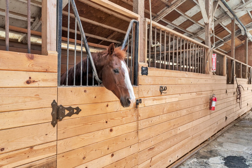 A horse at the barn, a short walk from the trailer