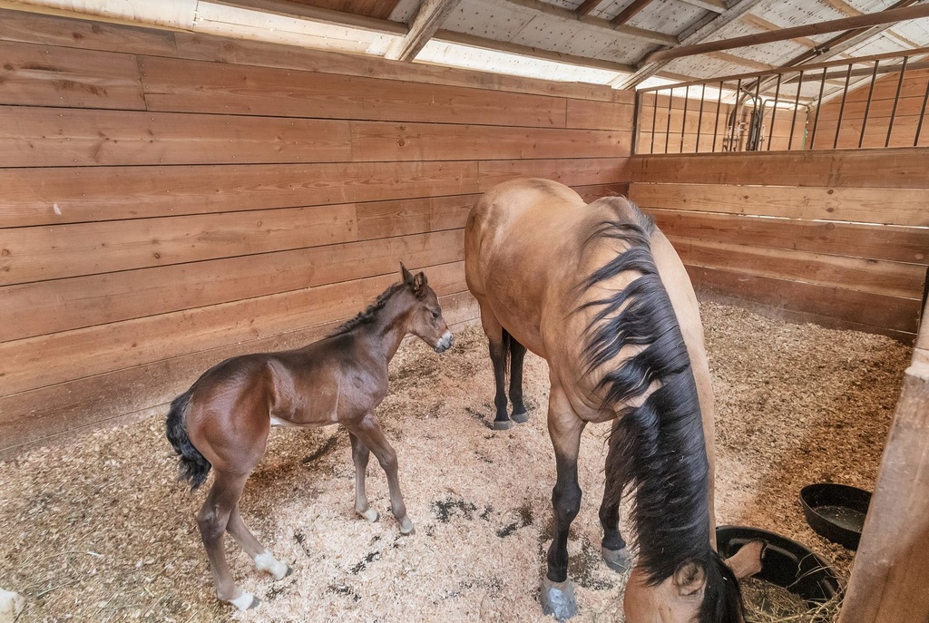 Horses in the barn at Ocean View Stables